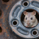 A rat peering out from a wheel well.